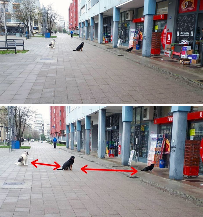 Perros manteniendo la distancia en Zagreb