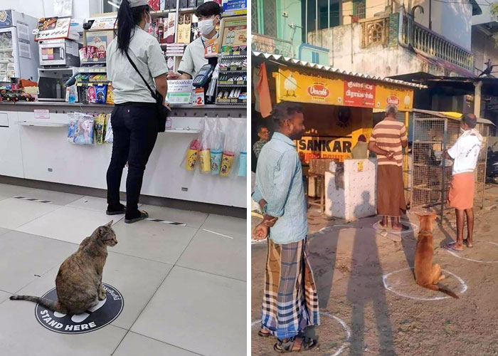 25 Times People Noticed Animals Following Social Distancing Rules And Decided To Share The Pics Online