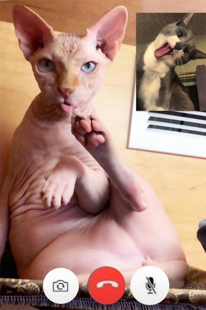 People Share Funny Pics From "Cat-Video Calls" That Look Naughty