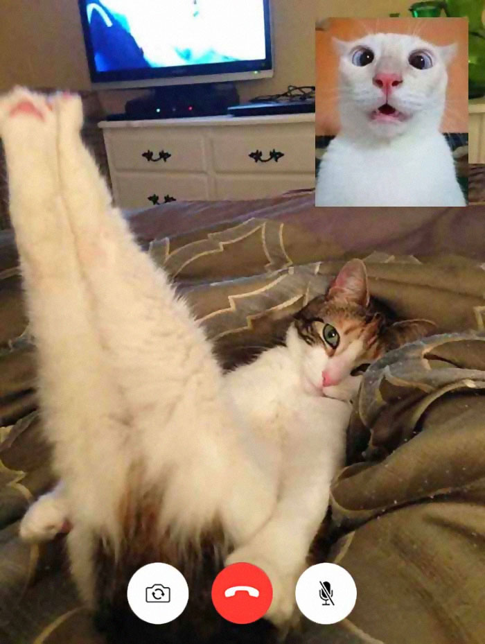 People Share Funny Pics From "Cat-Video Calls" That Look Naughty
