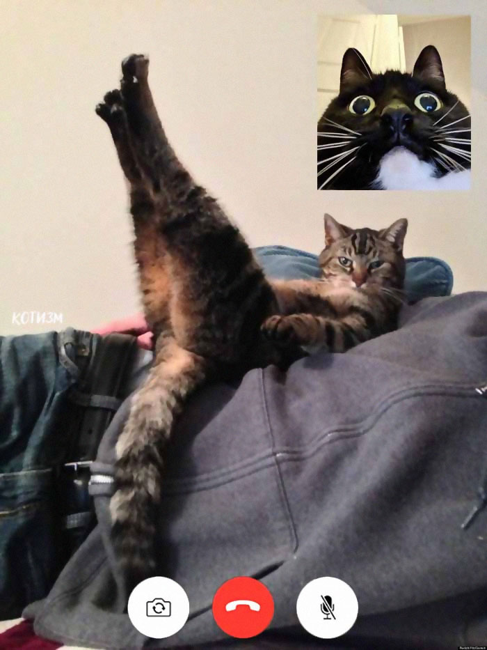People Share Funny Pics From Cat Video Calls That Look Naughty