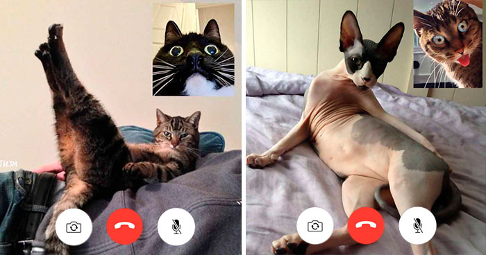 People Share Funny Pics From “Cat-Video Calls” That Look Naughty