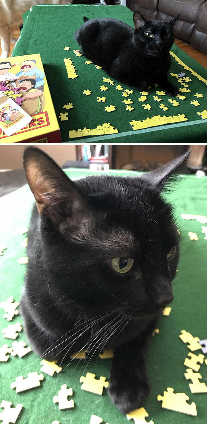 Try Finishing The Puzzle Now Hooman