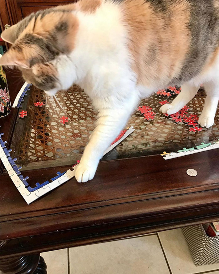 Cat Solving A Puzzle