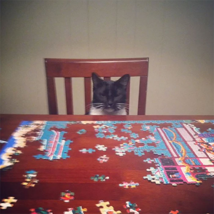 Every Time I Work On The Puzzle He Gives Me This Look