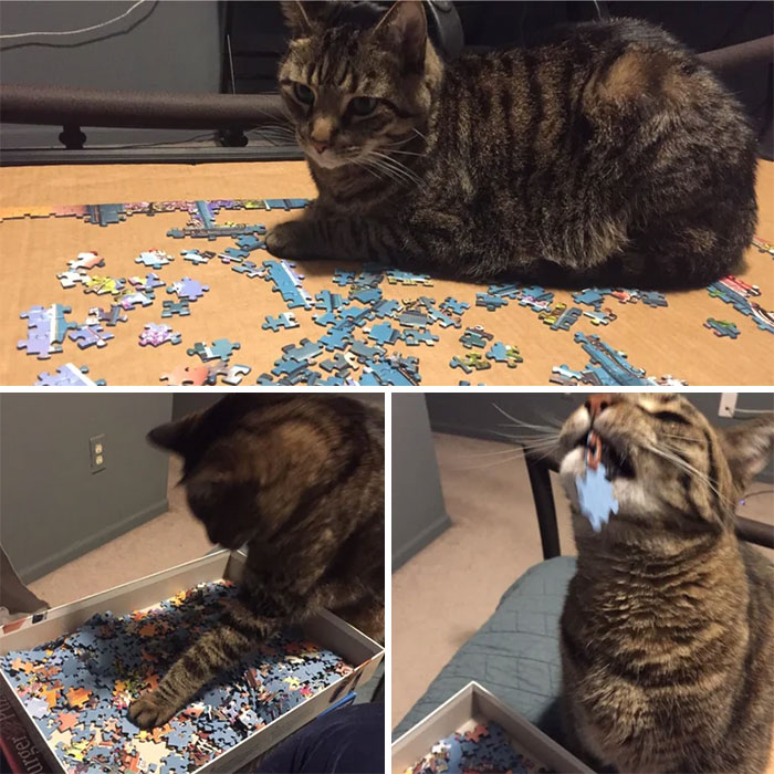 Why I Lock Him Out Of The Room When Doing A Puzzle: Exhibit A
