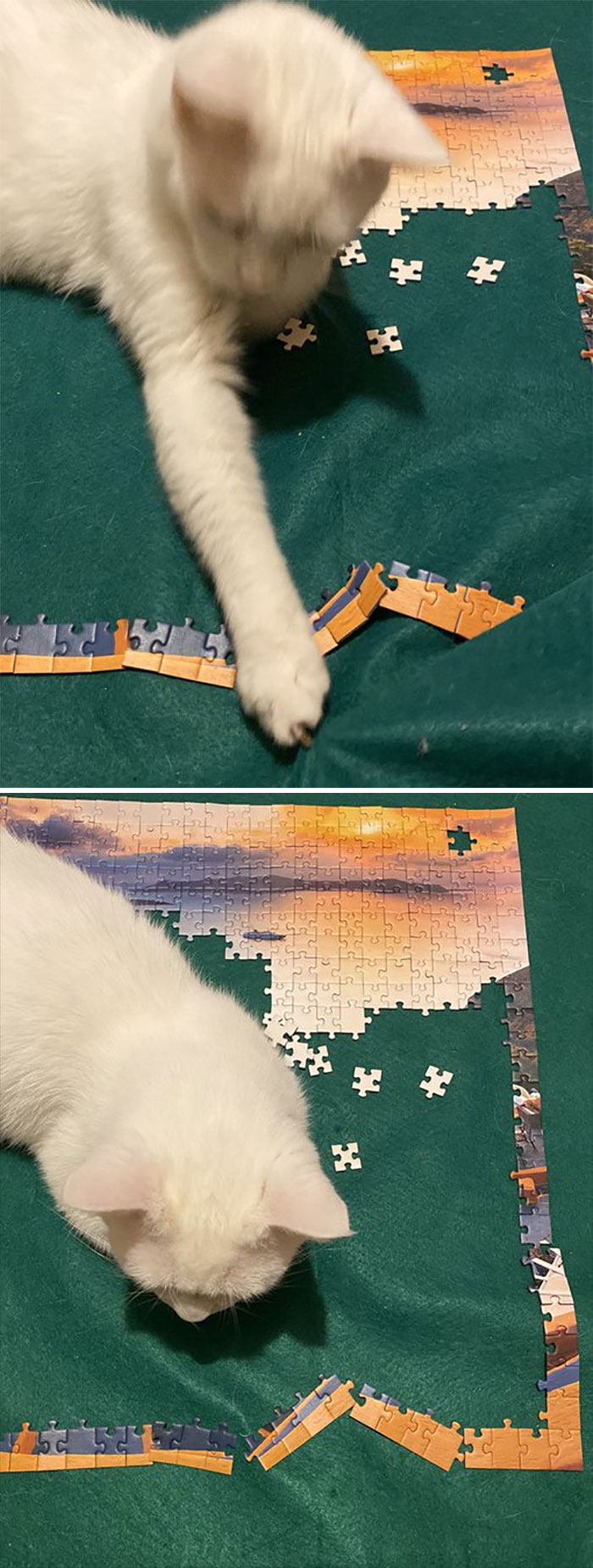 Cat vs. Jigsaw