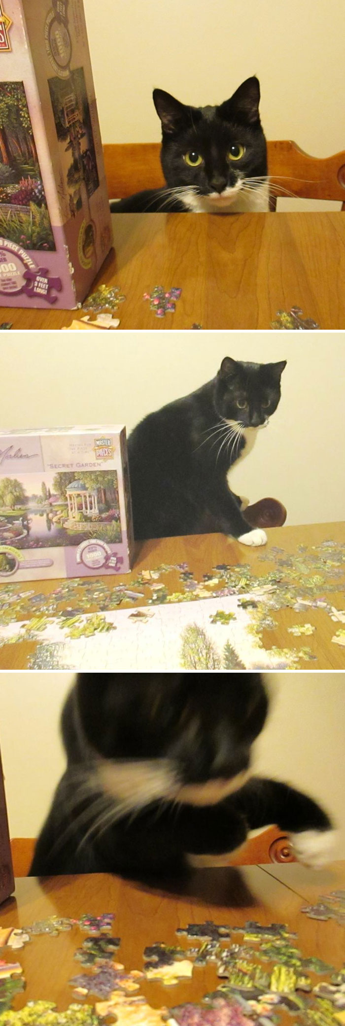 Cat Versus Puzzle
