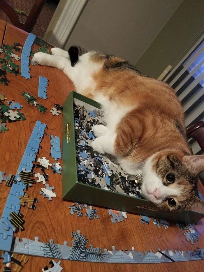So Here Is My Cat Destroying My Puzzle