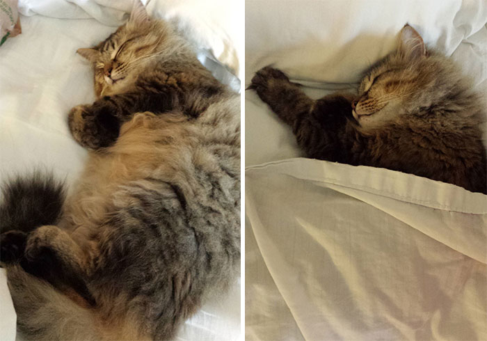 Last Night, My Cat Merlin Was On My Husband's Side Of He Bed. He Told Me To Take Care Of It, So I Did. Sweet Dreams Little Kitty