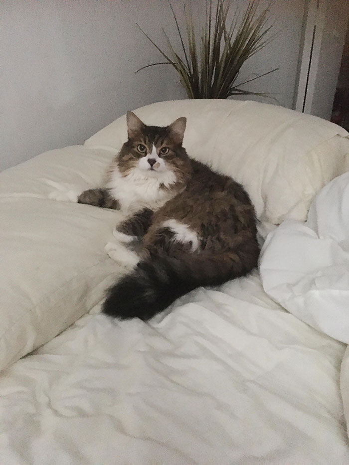 He Stole My Place In Bed And Looked As Though I Was Disturbing Him