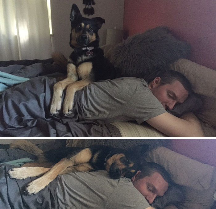 When Your Human Works Nights But You Love Him So You Go Back To Bed Every Morning When He Gets Home