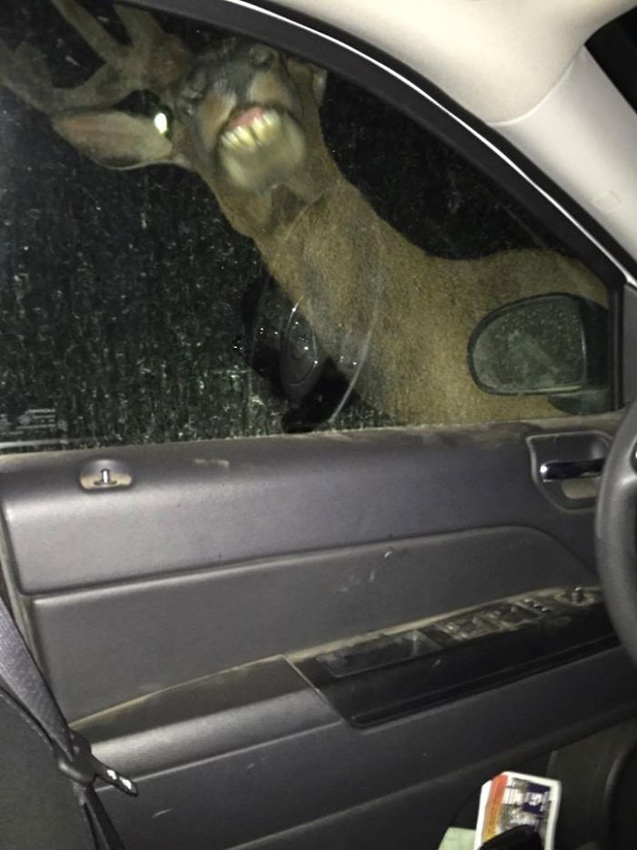Campamento de coches en Idaho, vino un ciervo canadiense en mitad de la noche y fue como en Parque Jurásico