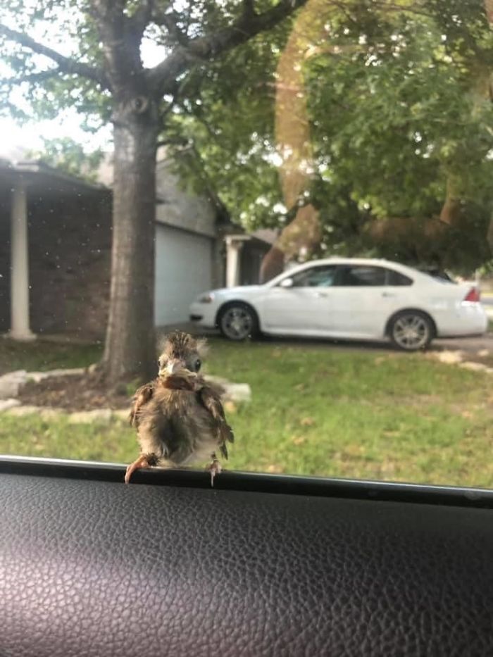 Welcome To My Car, Alien Berb