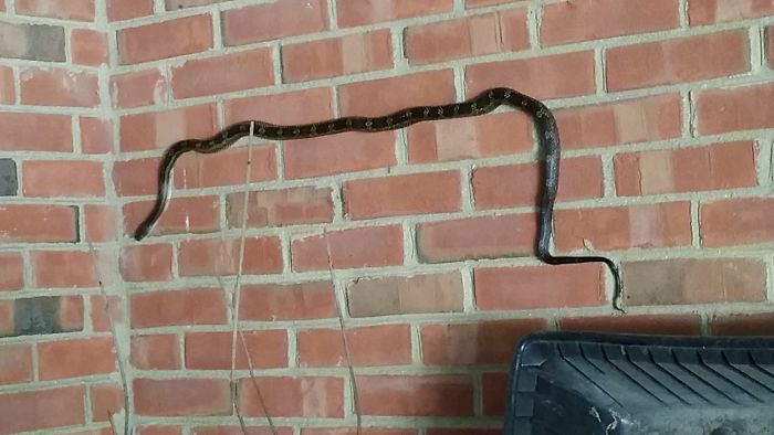Así descubrí que las serpientes pueden trepar por paredes de ladrillo