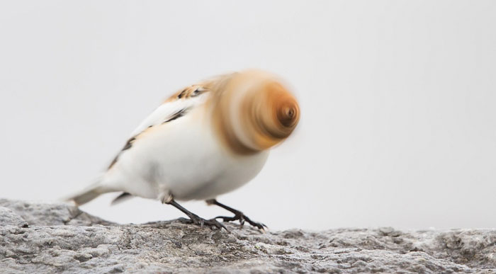 A Snow Bunting Tries To Put More Spin To Its' Crap Story