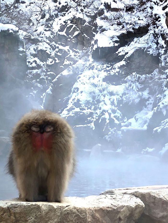 A Few Months Back I Went To See The Japanese Snow Monkeys