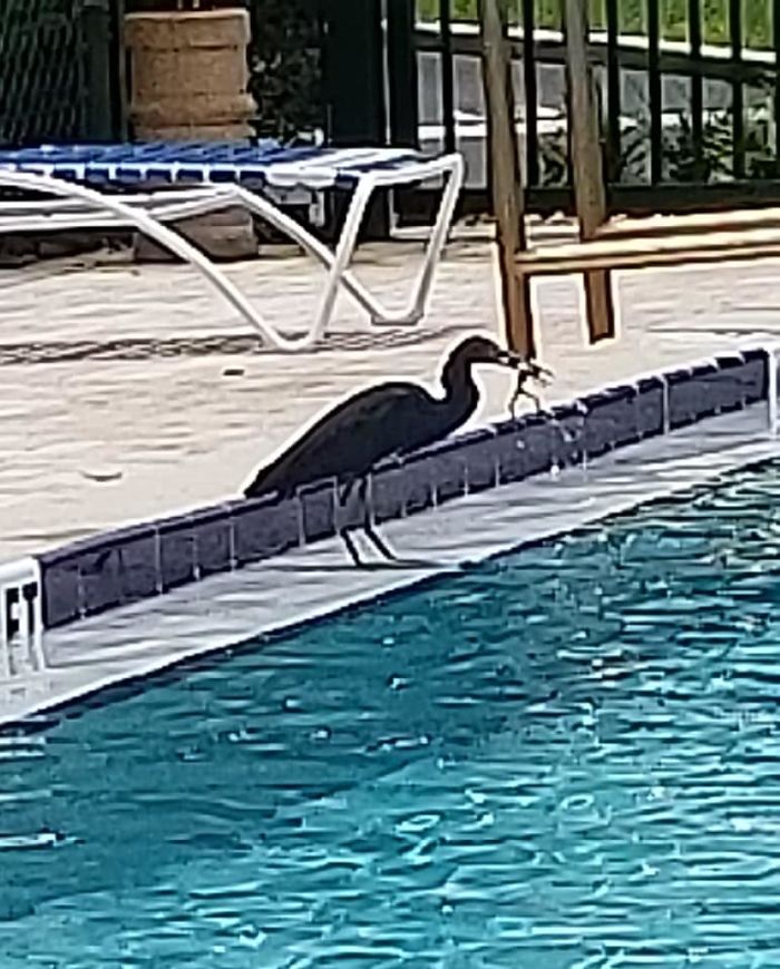 Relaxing In The Pool When This Guy Landed With A Frog In His Mouth. He Proceeded To Dunk The Frog Repeatedly In The Water... Which Made All The People In The Pool Scream. It Was Very Traumatic