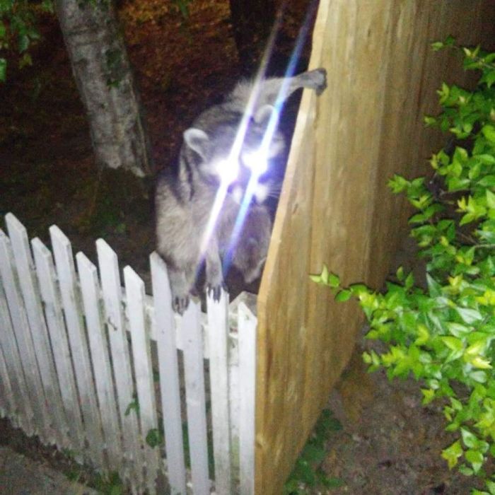 Walking Home From The Bar One Night, I Was Challenged By This Powerful Trash Panda