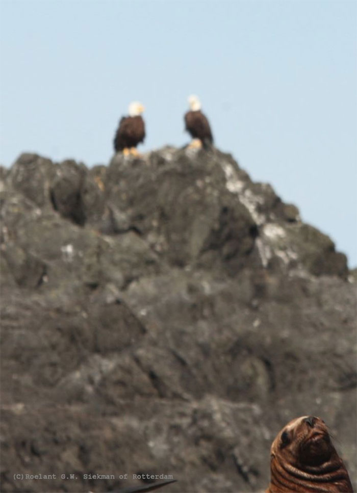 Two Majestic Bald Eagles, One Photo Bombing Sea Lion... And A Crappy Auto Focus
