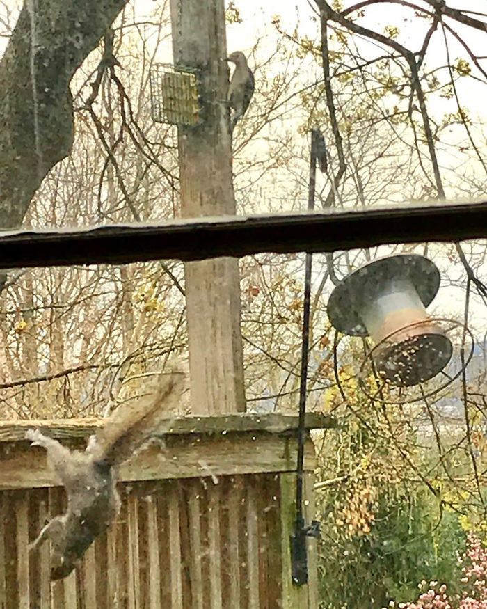 Behold The Red-Bellied Woodpecker Feasting On A Block Of Fresh Suet