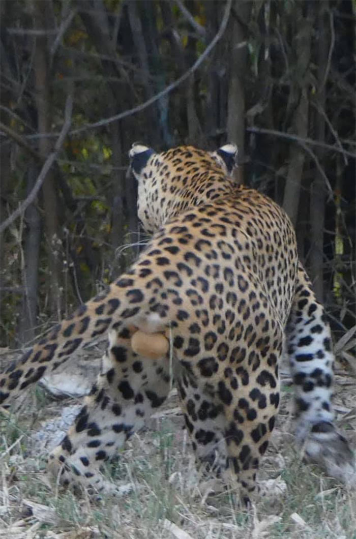 No es la foto más majestuosa de un leopardo, pero...