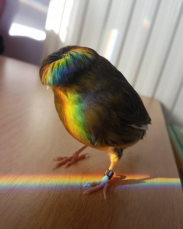 Barry The Glorious Rainbow Bird