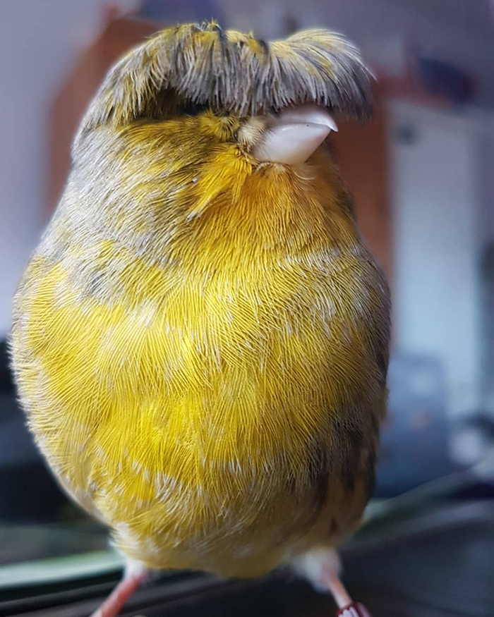 Meet Barry The Canary, The Bird With A Bowl Feathercut, Who Won Over The  Internet's Hearts With His Looks | Bored Panda
