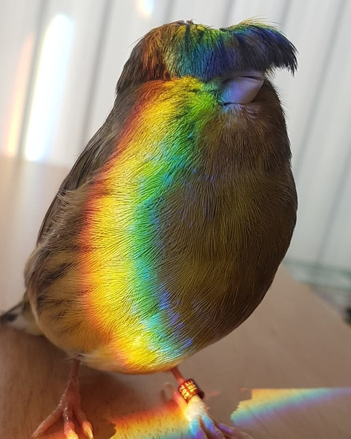 The Ultimate Rainbow Bird Pic From Barry The Gloster Canary