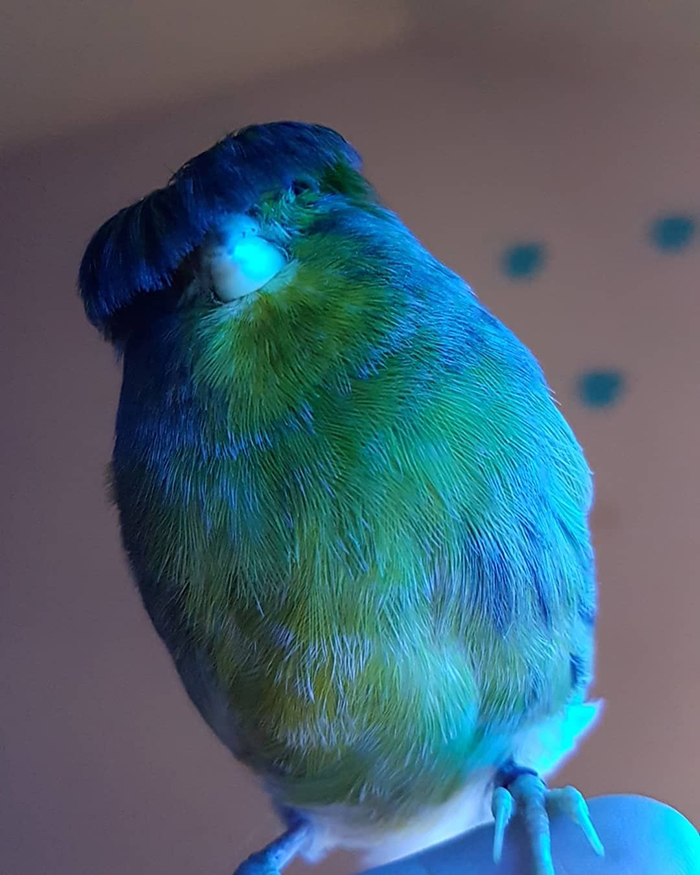 Barry The Gloster Canary Feeling Blue