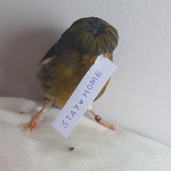 Even Exotic Birds Get The Message