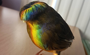 Meet Barry The Canary, The Bird With A Bowl Feathercut, Who Won Over The Internet's Hearts With His Looks