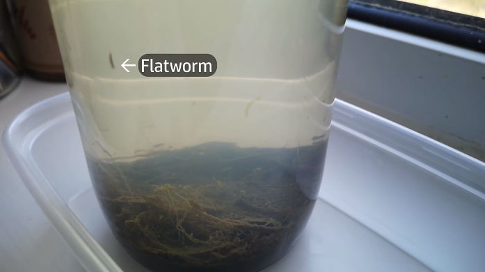 Guy Places A Jar Full Of Pond Water On The Windowsill, Records It On Camera As It Comes Alive