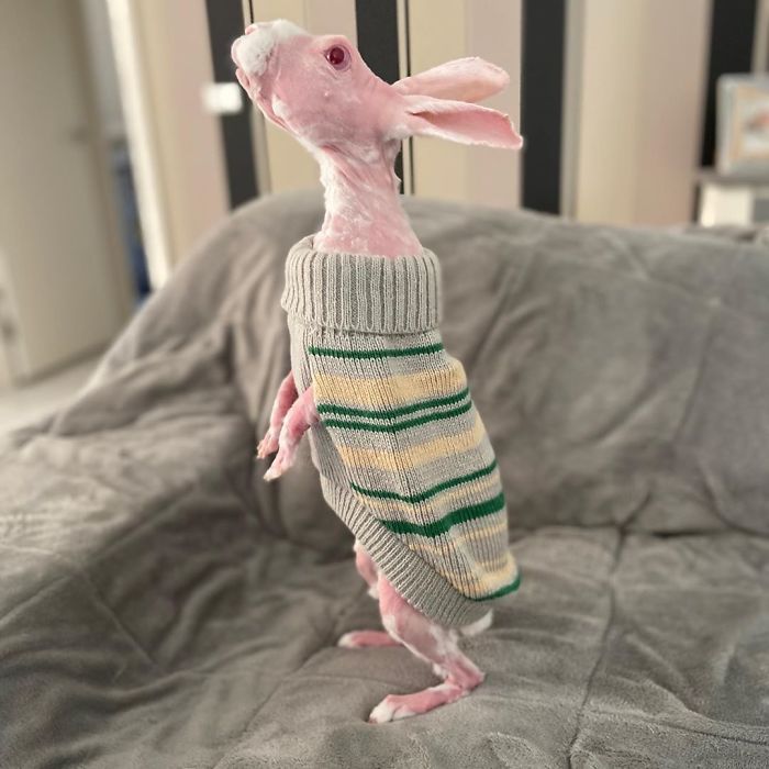 Meet Mr Bigglesworth The Hairless Bunny Lipstick Alley Meet Mr Bigglesworth The Hairless Bunny Lipstick Alley