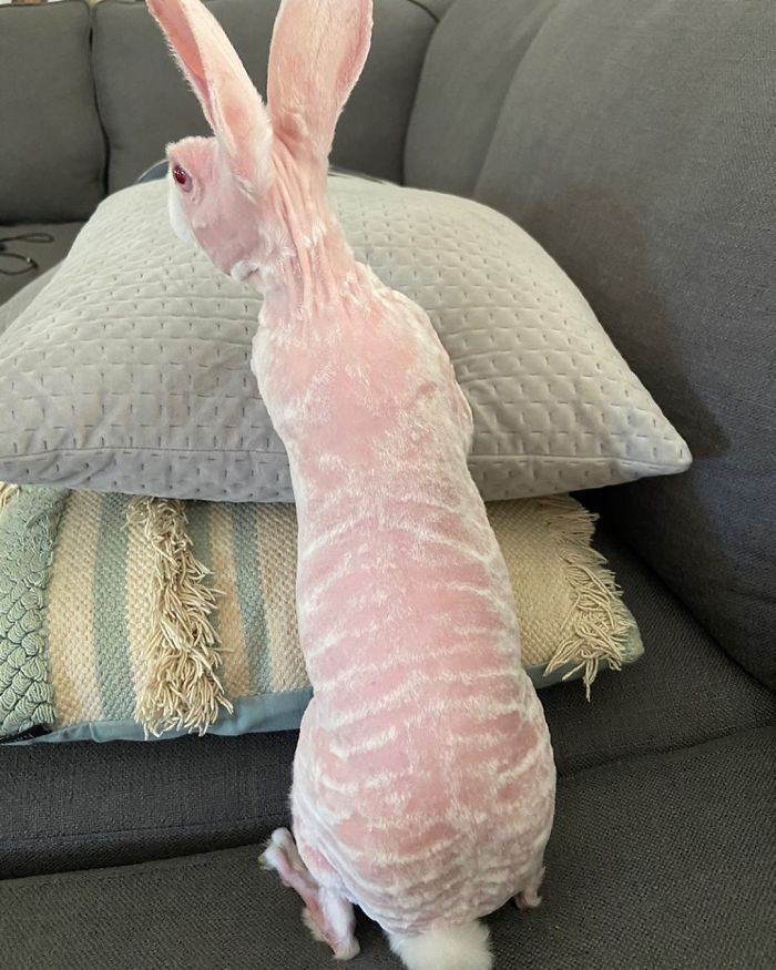 Mr. Bigglesworth, The Hairless Bunny, Was Rescued From Euthanasia, Now Lives As An Instagram Star