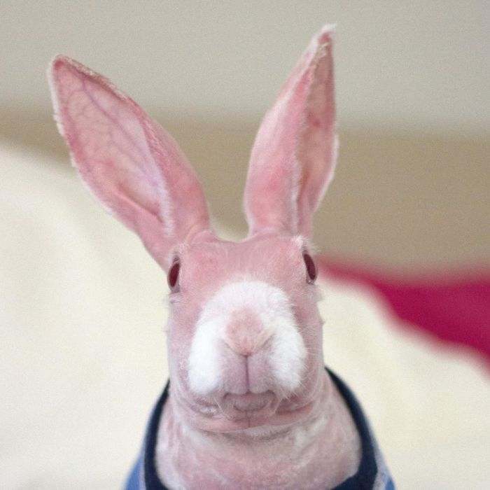Mr Bigglesworth The Hairless Bunny Was Rescued From Euthanasia Now Mr Bigglesworth The Hairless Bunny Was Rescued From Euthanasia Now