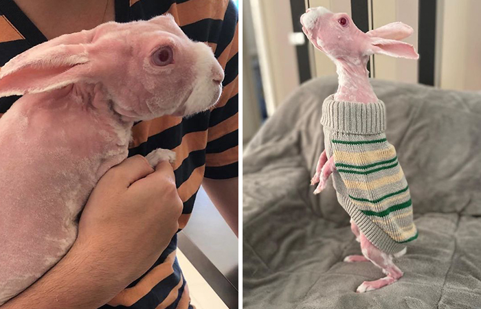 Mr. Bigglesworth, The Hairless Bunny, Was Rescued From Euthanasia, Now Lives As An Instagram Star