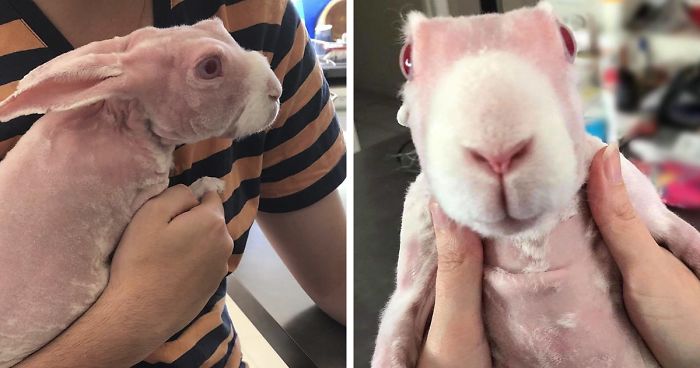 Mr Bigglesworth The Hairless Bunny Was Rescued From Euthanasia Now Mr Bigglesworth The Hairless Bunny Was Rescued From Euthanasia Now