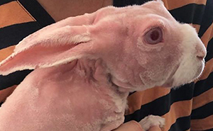 Mr. Bigglesworth, The Hairless Bunny, Was Rescued From Euthanasia, Now Lives As An Instagram Star