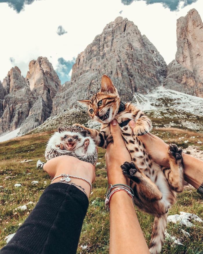 People Are Loving The Adventures Of This Hedgehog And Its Bengal Best Friend (30 Pics)