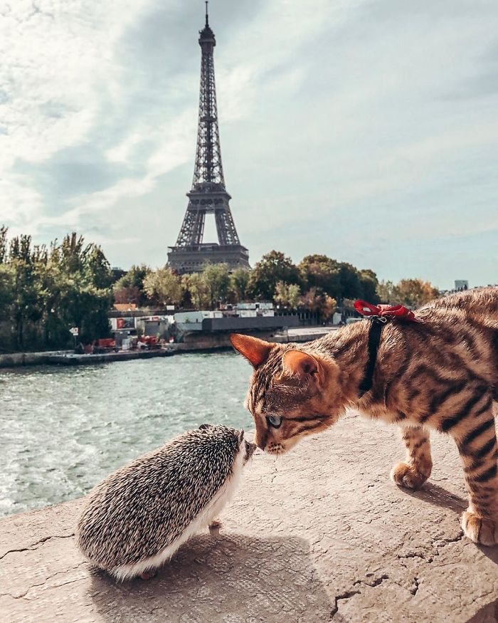 People Are Loving The Adventures Of This Hedgehog And Its Bengal Best Friend (30 Pics)