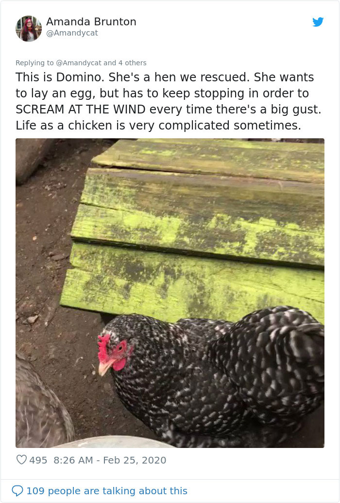 Woman Shares How She Realized Her Two Hens Were In A Lesbian Relationship In An Entertaining Thread