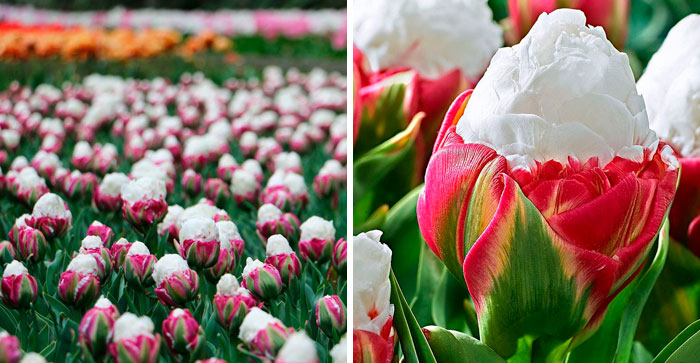 Apparently, These Mesmerizing Ice Cream Tulips Are A Thing And They’re Making People Hungry