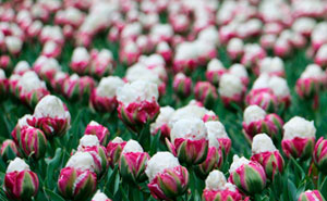 Apparently, These Mesmerizing Ice Cream Tulips Are A Thing And They're Making People Hungry