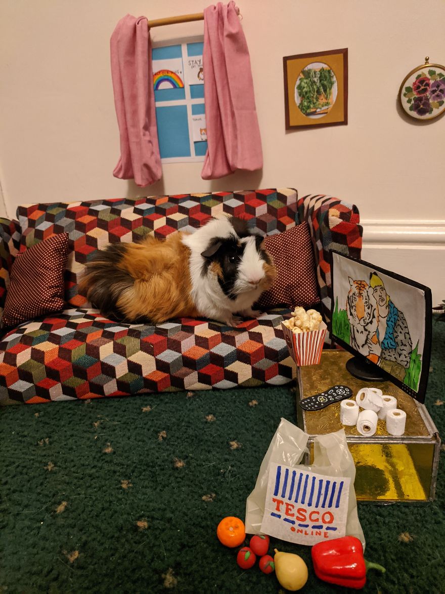 Guinea Pig Lockdown