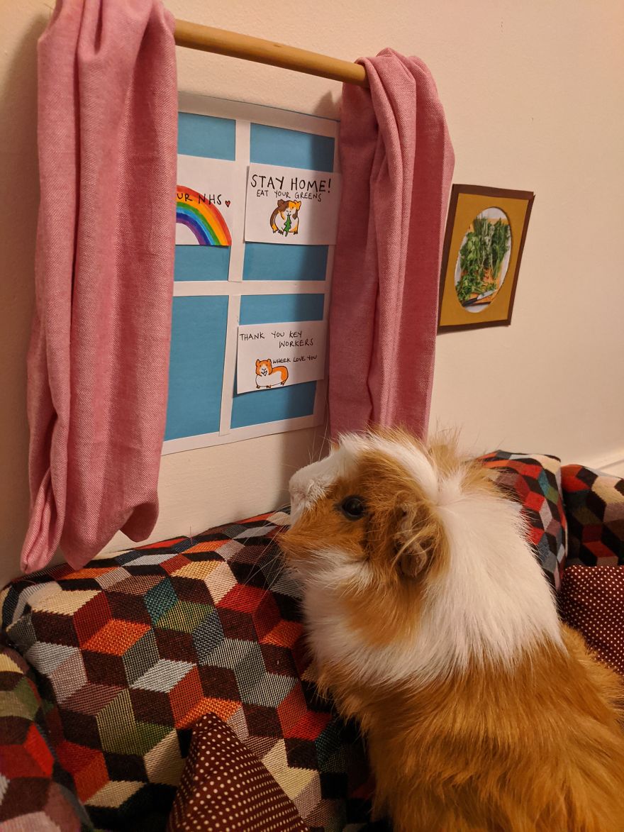Guinea Pig Lockdown