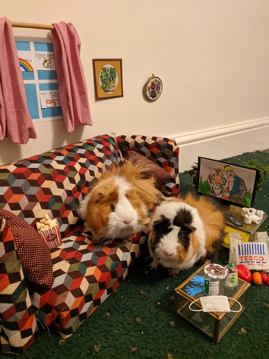 Guinea Pig Lockdown