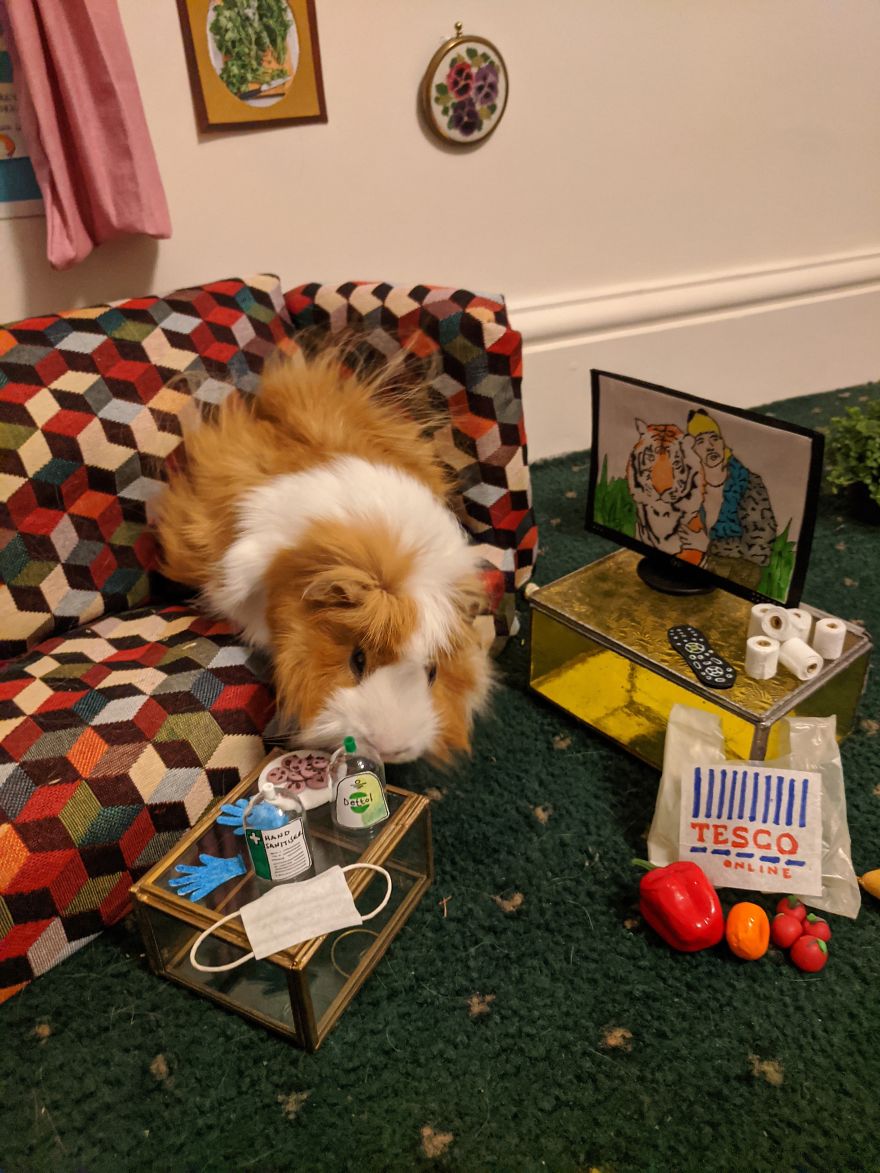 Guinea Pig Lockdown