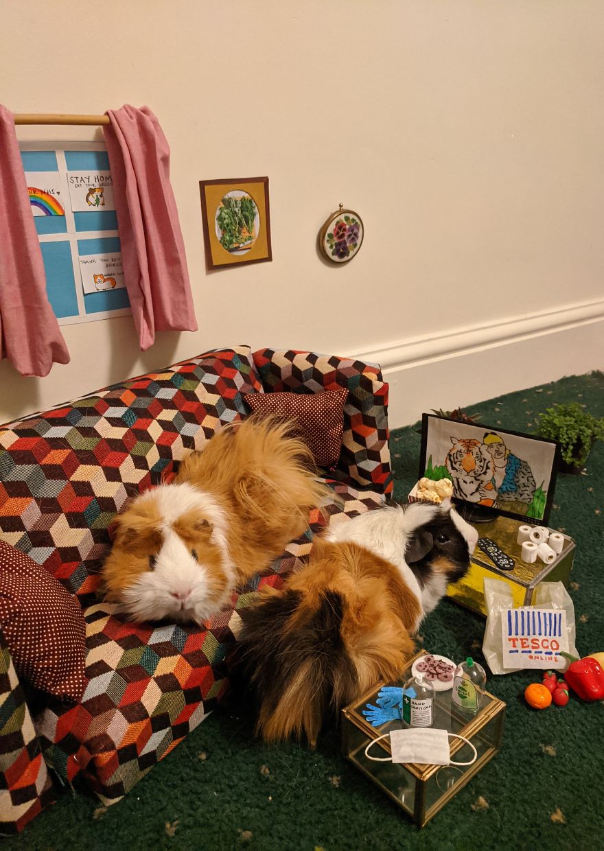 Guinea Pig Lockdown