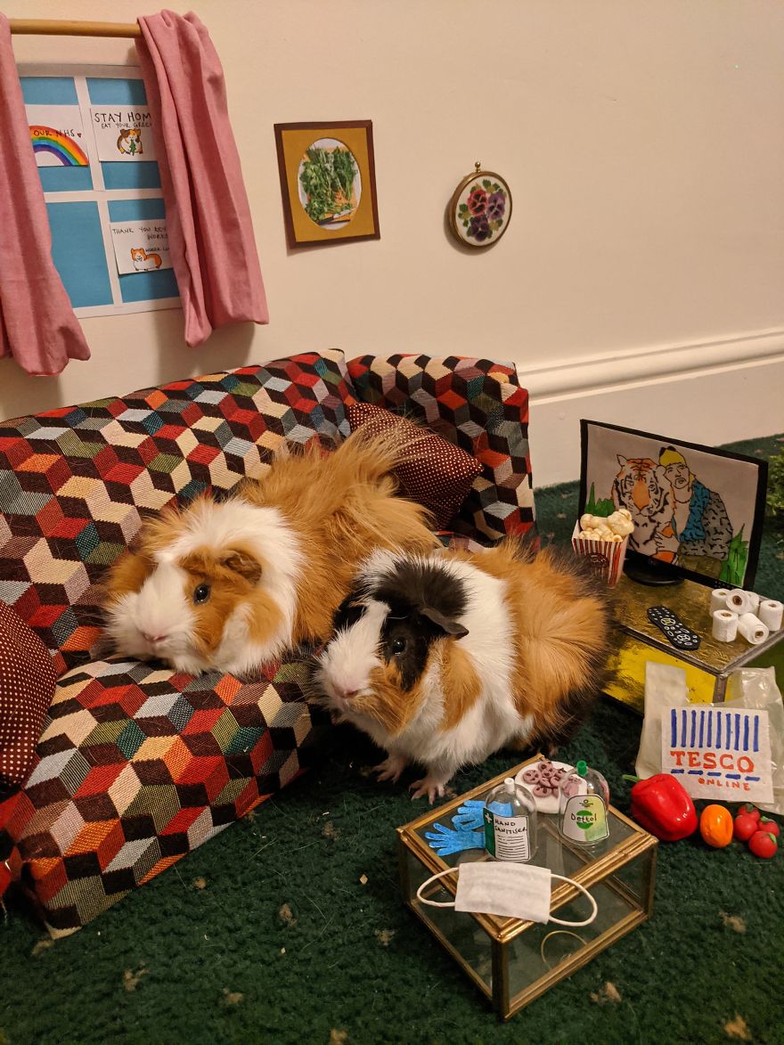 Guinea Pig Lockdown